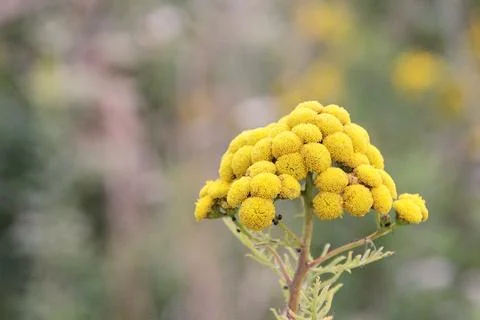 Common tansy Stock Photos