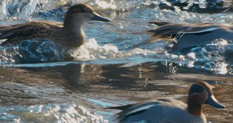 Common Teal Anas crecca in winter on a flooded area. Stock Footage 329480521