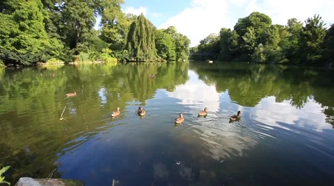 Common Teal or Eurasian Teal (Anas crecca) Wild Duck Swimming in the Lake Stock Footage 40049486