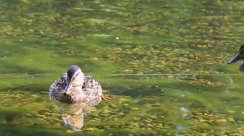 Common Teal or Eurasian Teal (Anas crecca) Wild Duck Stock Footage 40065412