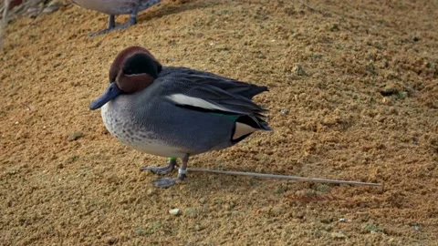 Common Teal or Eurasian Teal (Anas crecca) Stock Footage 168120038