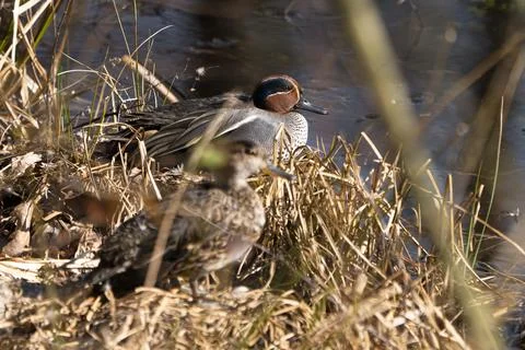 Common teal pair Stock Photos