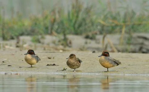 Common teal Stock Photos