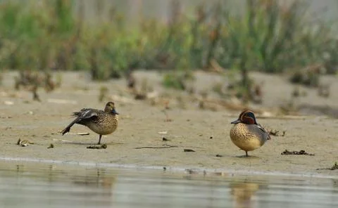 Common teal Stock Photos