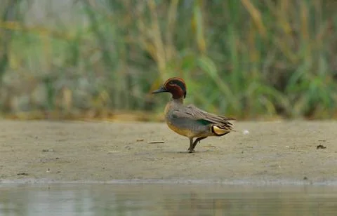 Common teal Stock Photos