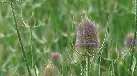 Common Teasel (Dipsacus fullonum) in bloom  - close up + prickly stems Stock Footage 40462320