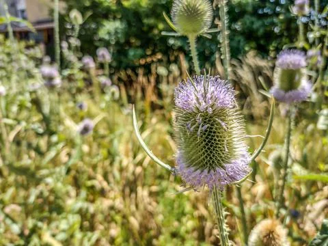 Common Teasel - Dipsacus fullonum - in the summer. Maramures county, Romania Stock Photos