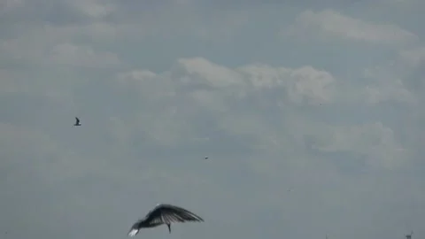 Common tern is in the air Vídeos de archivo 218421130