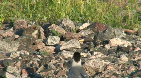 Common tern and chick 1 Stock Footage 80174