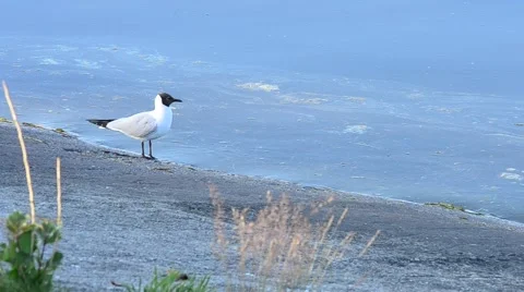 Common tern and white wagtail near coastline with blue water Stock Footage 50549218