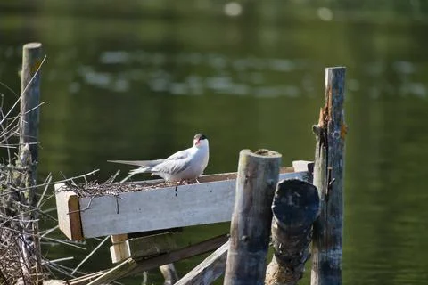 Common Tern on an Artificial Nesting Platform near Water. Stock Photos
