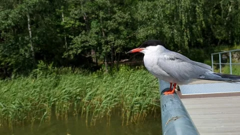 Common tern bird looking around on bridge by the water Stock Footage 344050377