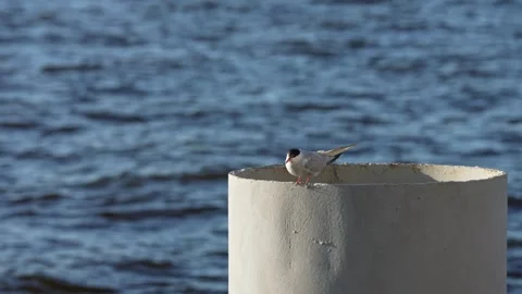 Common tern bird perching on concrete pipe above water Stock Footage 344861485