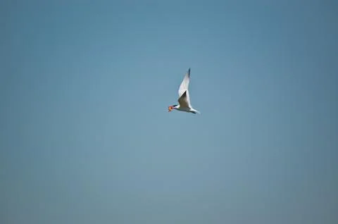 Common Tern Carrying a Fish Stock Photos