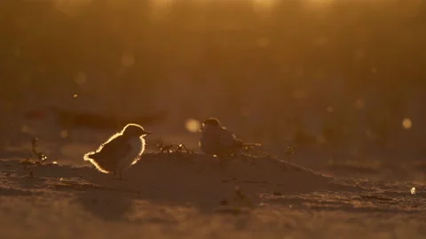 Common Tern chick Stock Footage 152864920