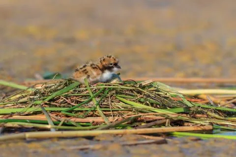 Common tern chick on lake Stock Photos