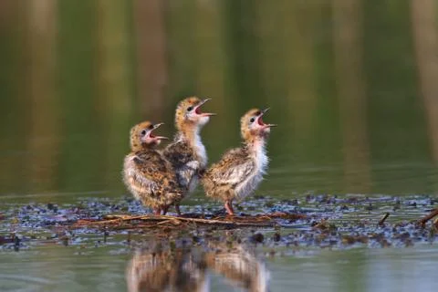 Common tern chick on lake Stock Photos