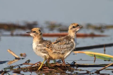 Common tern chick on lake Stock Photos