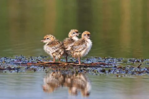 Common tern chick on lake Stock Photos