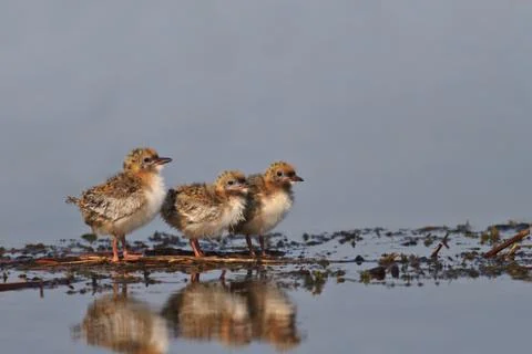 Common tern chick on lake Stock Photos