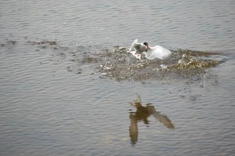 Common tern coming up from a dive with a reflection of wings on a water Stock Photos