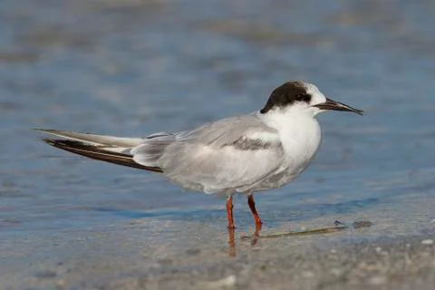 Common Tern with a deformed beak - St. Petersburg, Florida Stock Photos
