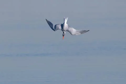 Common Tern diving Stock Photos