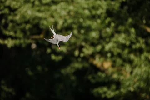 Common tern diving while hunting fish Stock Photos
