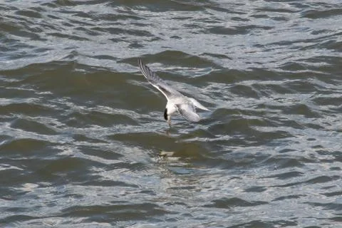 A common tern drinking Stock Photos