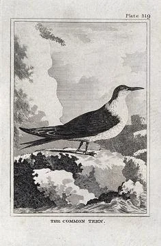 A common tern. Etching with engraving. Stock Illustration