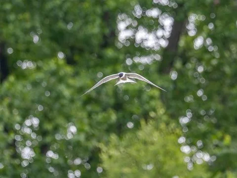 Common tern in flight against a background of greenery. Foto stock