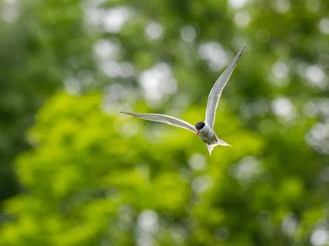 Common tern in flight against a background of greenery. Foto stock