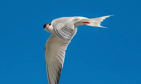 Common tern in flight on the blue sky background. Side view. Scientific name: Stock Photos