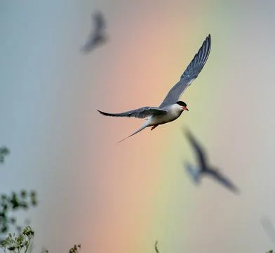 Common Tern  in flight on the blue sky and rainbow background. Stock Photos