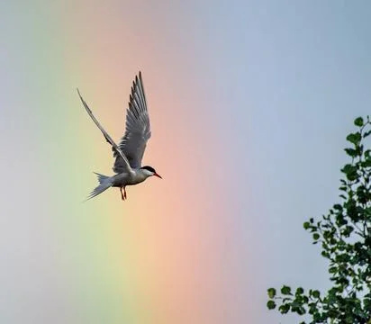 Common Tern  in flight on the blue sky and rainbow background. Stock Photos