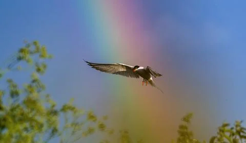 Common Tern  in flight on the blue sky and rainbow background. Stock Photos