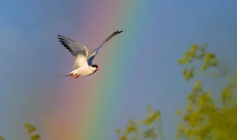 Common Tern  in flight on the blue sky and rainbow background. Stock Photos