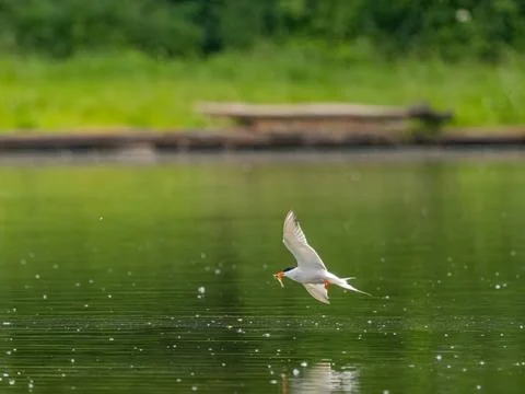 Common tern in flight catching a fish in its beak. Foto stock