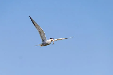 Common tern in flight with caught fish Stock-Fotos