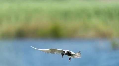 Common tern in flight with extended wings Foto stock