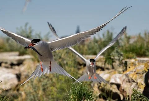 Common tern in flight holds a fish in its beak. Front view. Scientific name:  Stock Photos