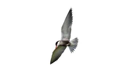 Common tern in flight isolated over white background ( Sterna hirundo ) Stock Photos