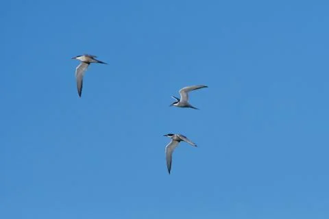 Common Tern in flight Stock Photos