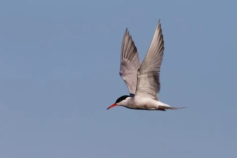 Common Tern in flight Stock Photos