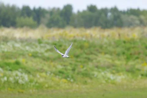 Common tern in flight with wings spread Stock Photos