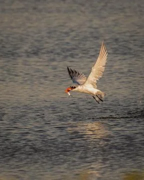 Common Tern flying away with catch Stock Photos