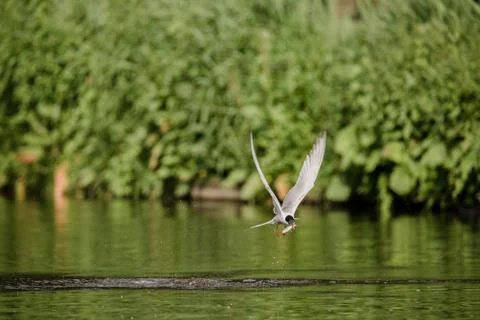 Common tern flying away with a fish Stock Photos