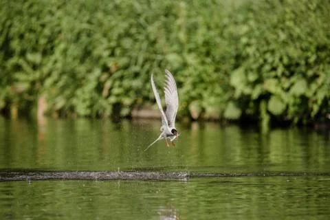 Common tern flying away with a fish 写真素材