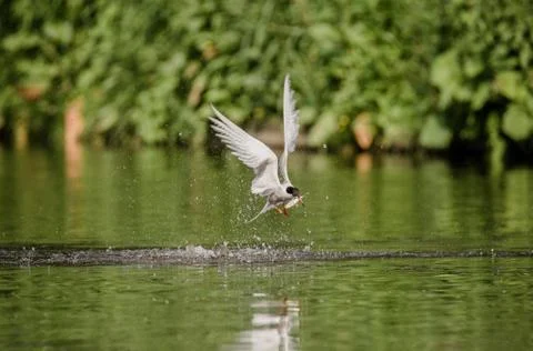 Common tern flying away with a fish 写真素材