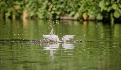 Common tern flying away with a fish Stock Photos